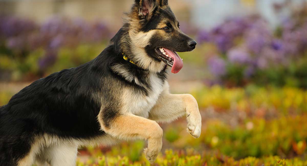 牧羊犬有多少类 牧羊犬分为