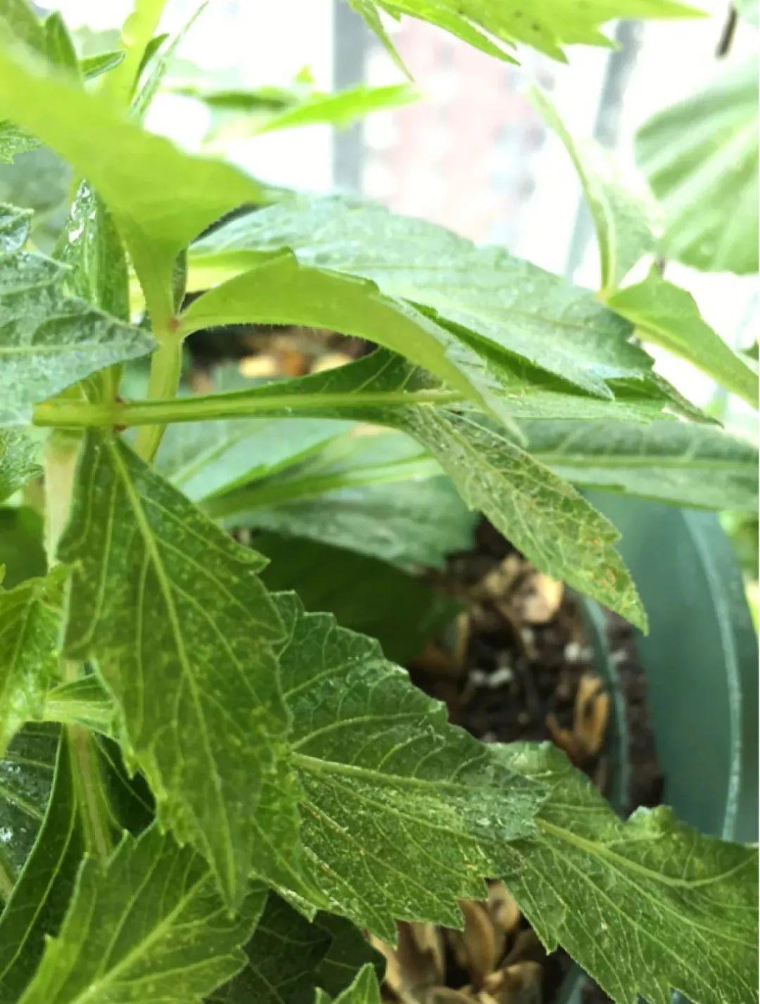 小丽花盆栽,因为不通风,花叶病,红蜘蛛,白粉虱,白粉病……各类病虫