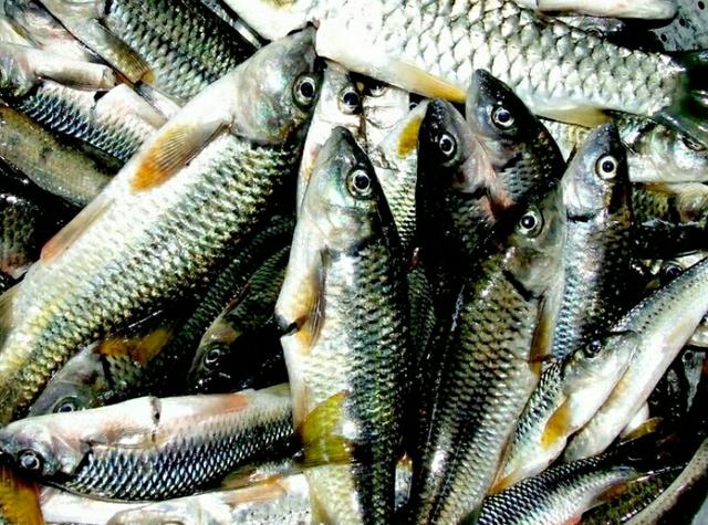 川丁子是什么鱼，川丁子鱼学名（你们小时候在河里抓过鱼吗）