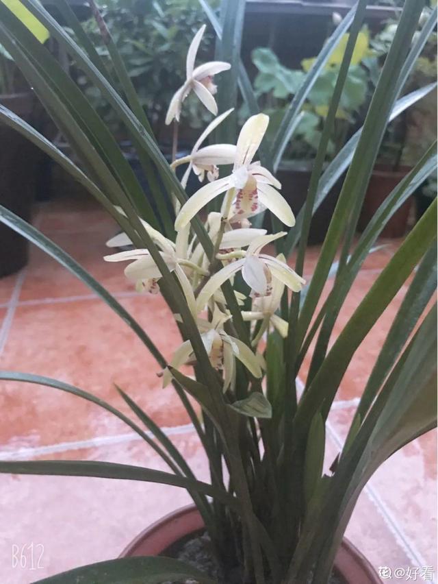 香草兰花怎么养，香兰草怎么种植（屋里养盆“香水花”）