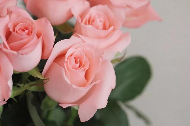 各种玫瑰花的含义，各色的玫瑰花有什么含意（一篇文章认全花店必备80种玫瑰花）