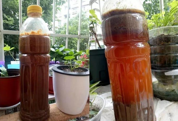 淘米水浇花的正确方法，淘米水怎样浇花才正确（养花才能盆盆长得旺）