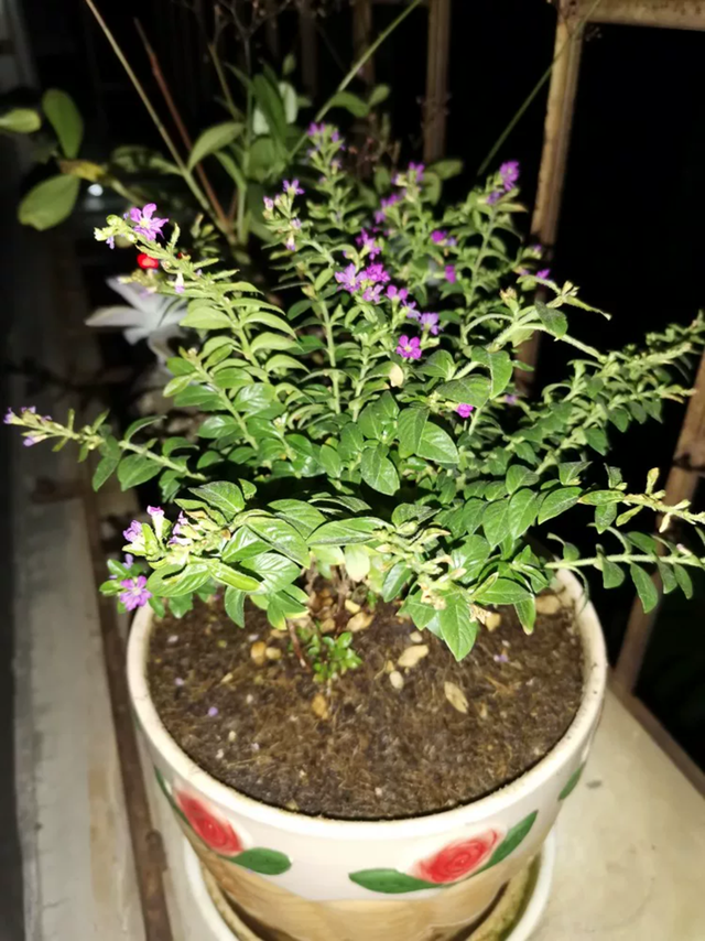 荣耀V20尺寸，荣耀v20屏幕尺寸是多少（荣耀V20和荣耀20有多大区别）