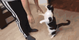 奶牛猫是什么品种，黑白猫跟奶牛猫怎么区分（都说别养奶牛猫）