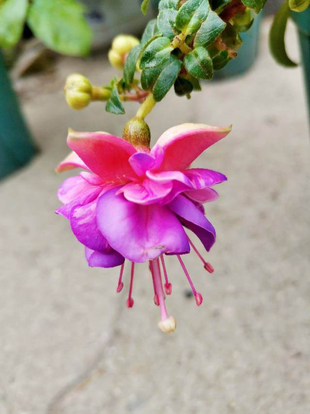 植物有哪些种类名称，植物都有哪些种类名称（80种常见植物图解）