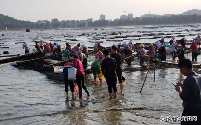 紫菜是哪里生长的，紫菜是生长在哪里的啊海里面吗（莆田这个村号称“中国紫菜第一村”）