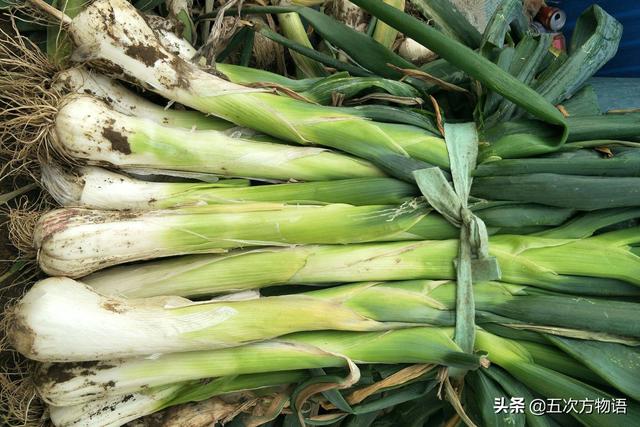 小葱和大葱的区别，小葱和大葱的区别有哪些（国内葱属蔬菜大全，你认识几个）