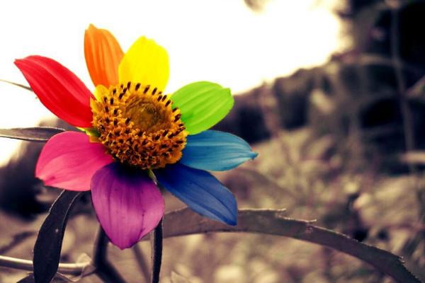 依米花的花语，依米花的花语九月天（依米花在什么季节开放）