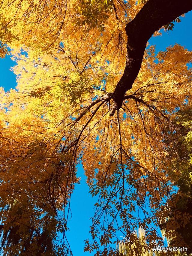 元大都遗址位于现在哪里，元大都遗址位于现在的哪个城市（遗迹众多、秋色醉人、晨跑、遛弯的生态园林）