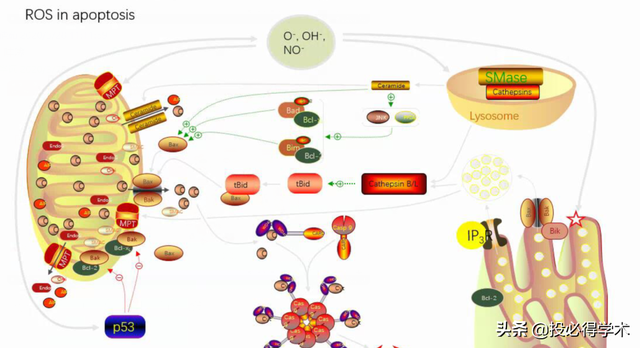 ppt绘图工具在哪里，ppt绘图工具在哪里打开（这款强大的PPT通路图绘制插件来了）