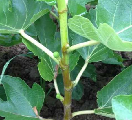 无花果树苗价格，无花果树苗多少钱（有什么种植方法）