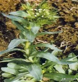 碱蓬菜的功效与作用，碱蓬的功效与作用（山野菜大全）