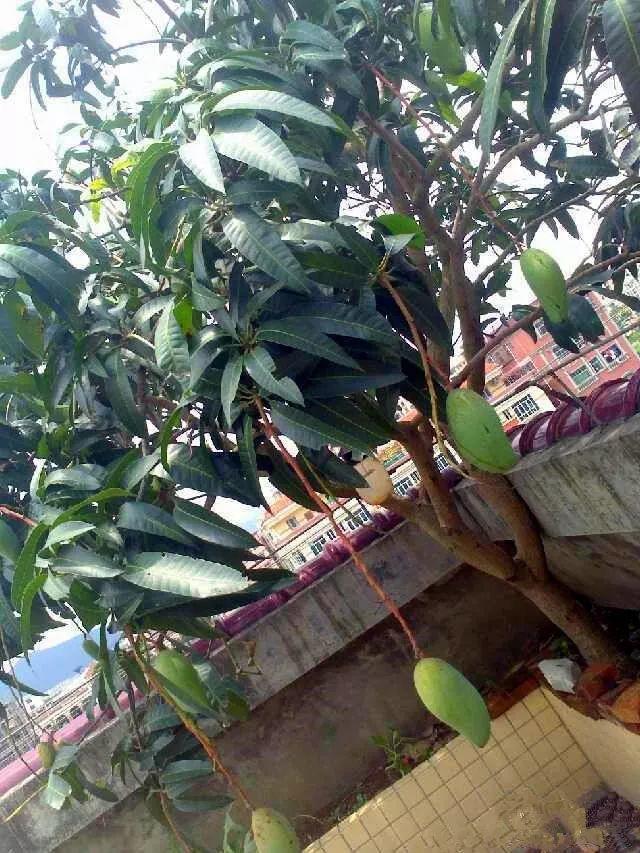 芒果种子怎么种，一个夏天就能长成小树苗