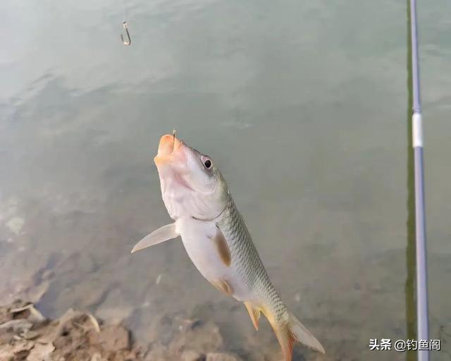 野钓鱼钩怎么选择，几号钩钓多大鱼示意图（还是这几种鱼钩效果更好）