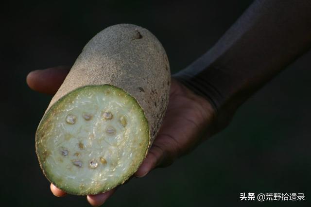 1,非洲吊灯树也称香肠树,新鲜果实是没人敢吃的泻药却非常受人欢迎