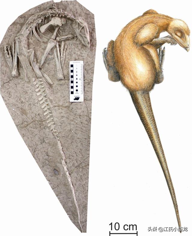 re网名的含义，Re微信昵称（2020古生物学家到底命名了多少种恐龙）