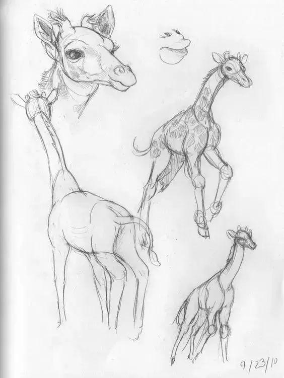 怎么画驯鹿简笔画步骤图，驯鹿的简笔画图片大全（素材-鹿的一些画法）