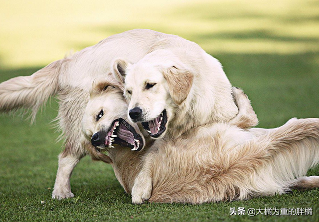 金毛犬的5个缺点，为何如今养它的人越来越少