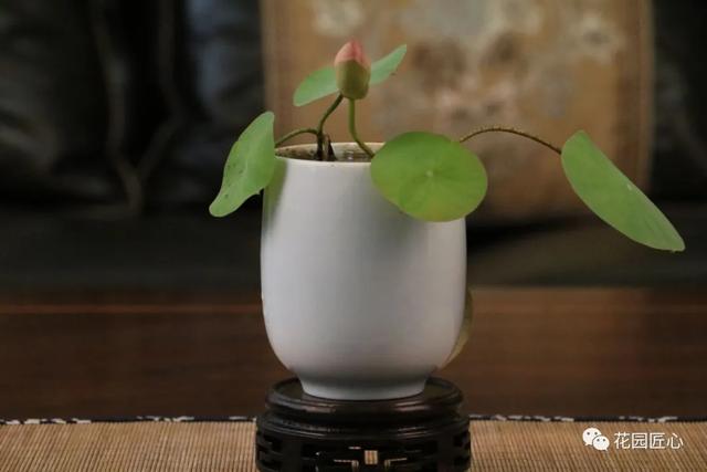 海尔芙拉的花期，海尔芙拉花苞（最能代表夏天的植物——碗莲、睡莲）