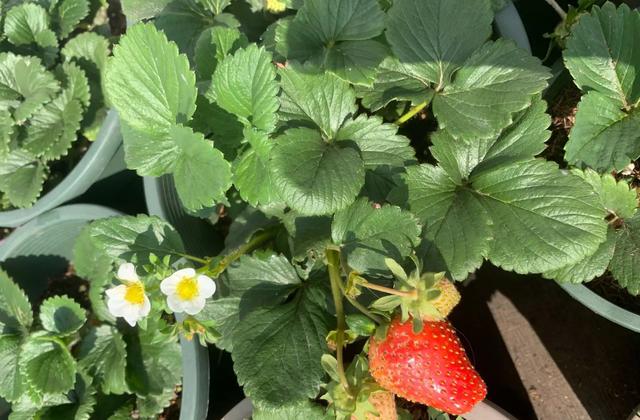 家庭阳台草莓种植方法，家庭阳台如何种草莓（有3个“小方法”）