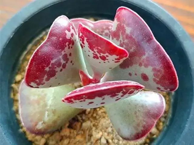 怎样才能养出叶片饱满厚实的多肉，这些叶片特别肥厚的多肉