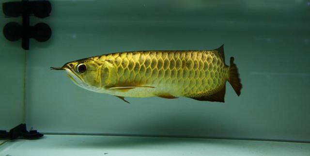 高背红尾金龙鱼，高背金龙鱼的简介-高背金龙鱼的配对方法（鱼友当自强——学会辨识金龙品种和泡药鱼）