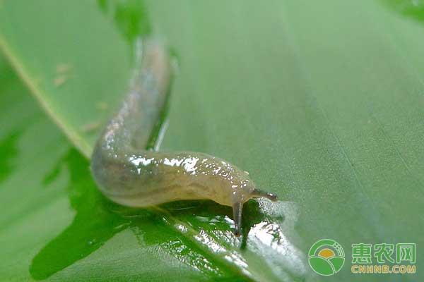 鼻涕虫是怎么形成的或者从哪里来的，鼻涕虫宝宝是怎样长成的（鼻涕虫野蛞蝓的发生规律及防治方法）