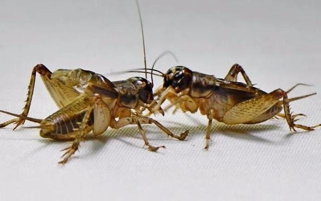 蟋蟀的寿命图片