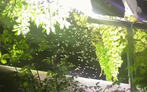 白蚁是什么，白蚁是什么样的图片（钻头发、钻衣服、拆你的家…别私自处理）