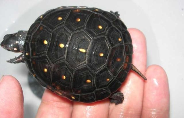 乌龟种类有哪些，乌龟种类有哪些品种（陆龟和水陆两栖龟区别）