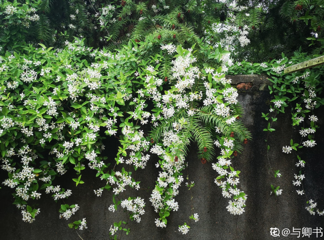 紫茉莉（紫茉莉花），农村院里的3种茉莉花（紫茉莉 茉莉）