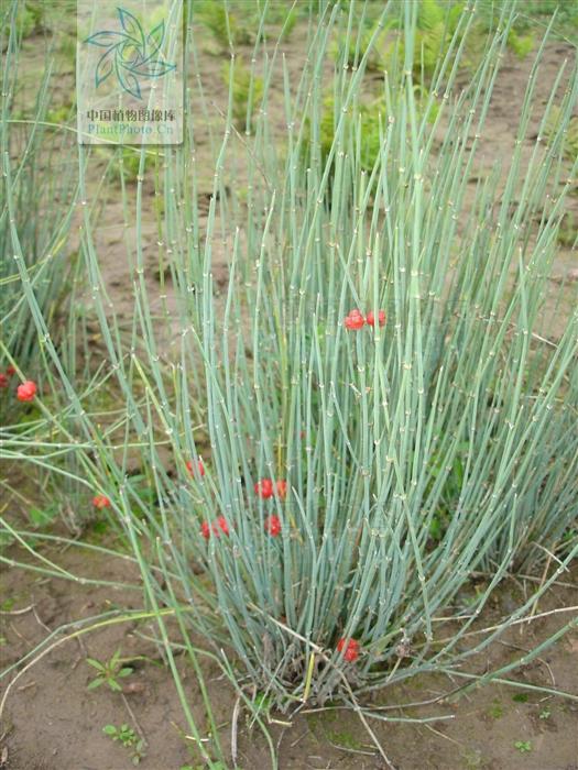 本草图经作者是谁，《本草图经》的作者（芎藭 蘼蕪 藁本）