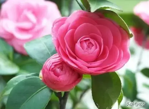 茶花盆栽怎么养殖，茶花盆栽怎么养殖和繁殖（盆栽茶花的六个小技巧）