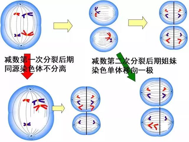 染色体结构变异的四种类型，如何预防染色体错误现象（染色体变异专题详解，学起来）