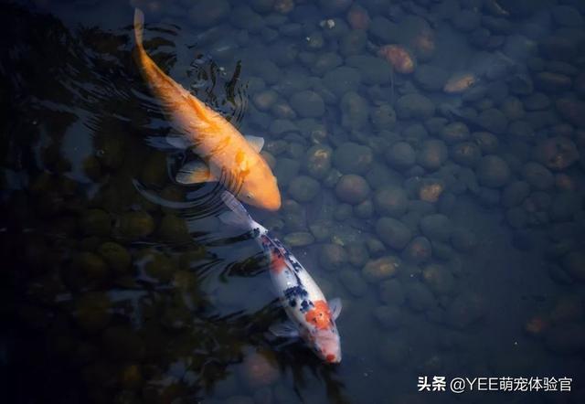 火龙鱼怎么养，火龙鱼怎么养视频（有故事的观赏鱼）