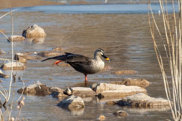 野鸭的种类有哪些，野鸭子有哪几种（TA就是野鸭中最靓的仔）