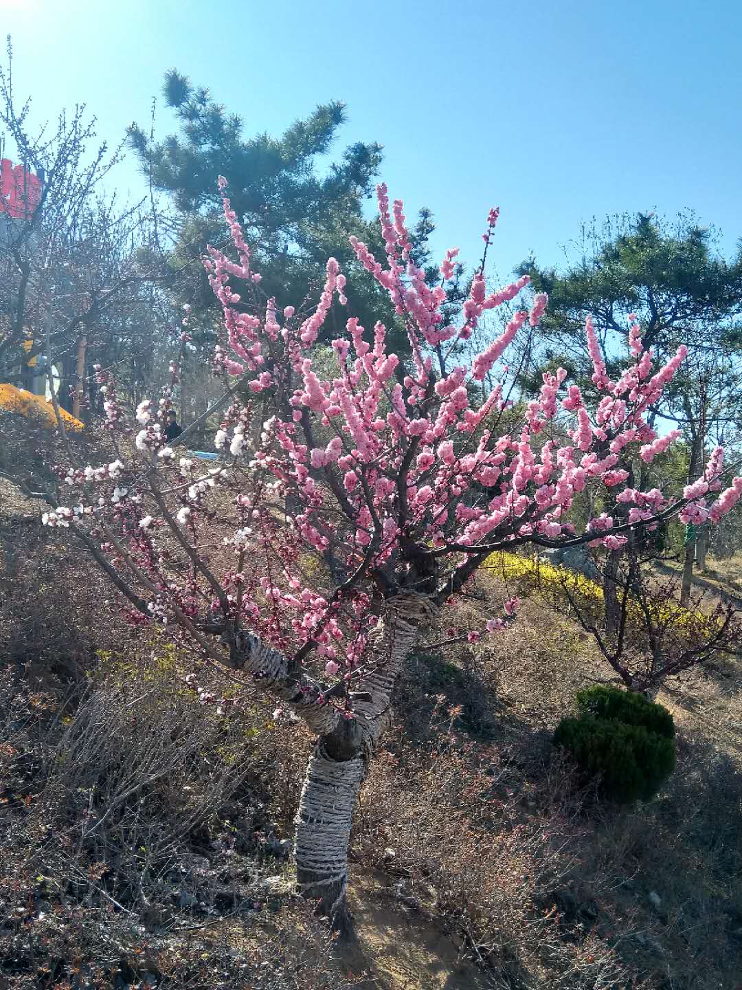 喜马拉雅怎么赚钱(有声书版权交易平台)