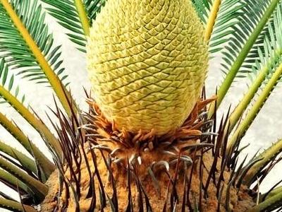 铁树开花到底意味着什么，铁树开花到底意味着什么意思（铁树开花的征兆）