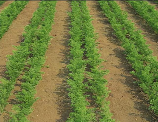 胡萝卜几天出苗，红萝卜几天出苗（和你分享一套栽培胡萝卜的好方法）