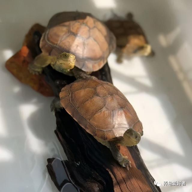 乌龟能养出感情吗，乌龟养久了会有感情吗（你的龟也可以像人类一样有感情）