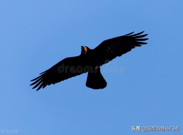 为什么说乌鸦是最聪明的鸟，为什么说乌鸦是最聪明的鸟类（乌鸦为什么会被称作世界上最聪明的鸟类之一）