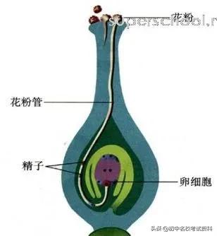 血型配对表图口诀，血型遗传规律表顺口溜（冲刺2020年中考-初中生物记忆口诀+知识点大全）