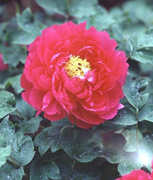 牡丹是什么意思，凤穿牡丹是什么意思（现在是牡丹盛开时节）