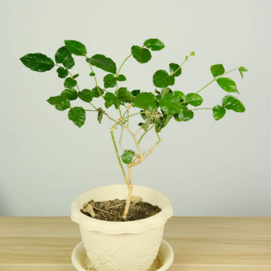 茉莉花什么季节开花，茉莉花什么时候开花最佳（什么时候换盆和修剪）