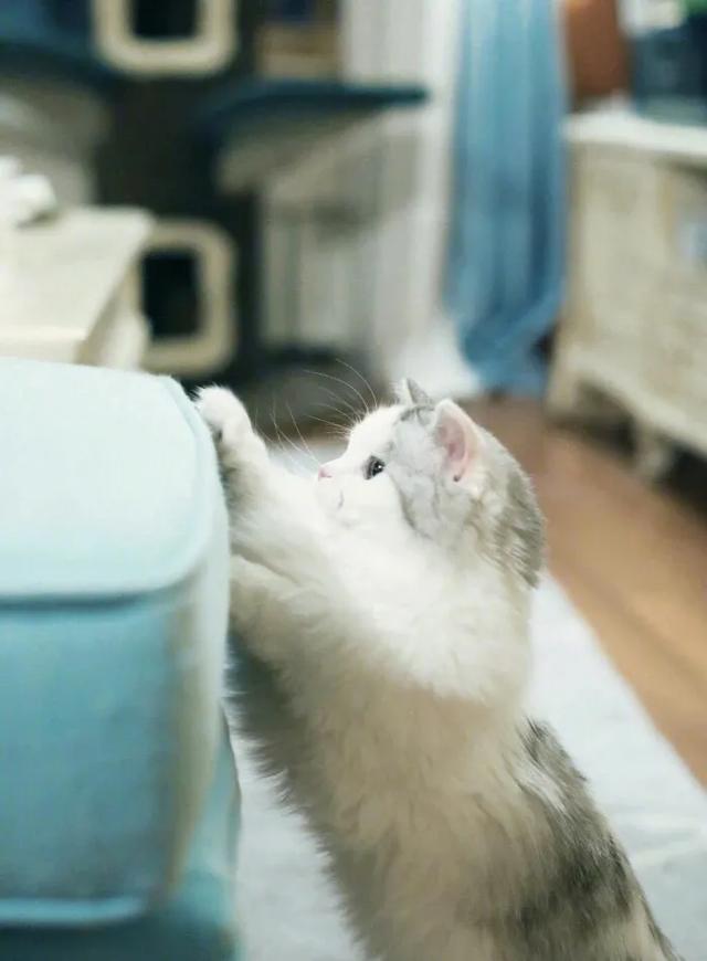 猫猫图片，我喜欢的样子你都有（宠物猫品种大全及图片）