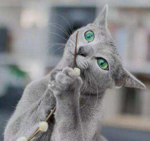 卡尔特猫的简介-卡尔特猫多少钱一只，卡特尔猫图片大全（你肯定一种都没见过）