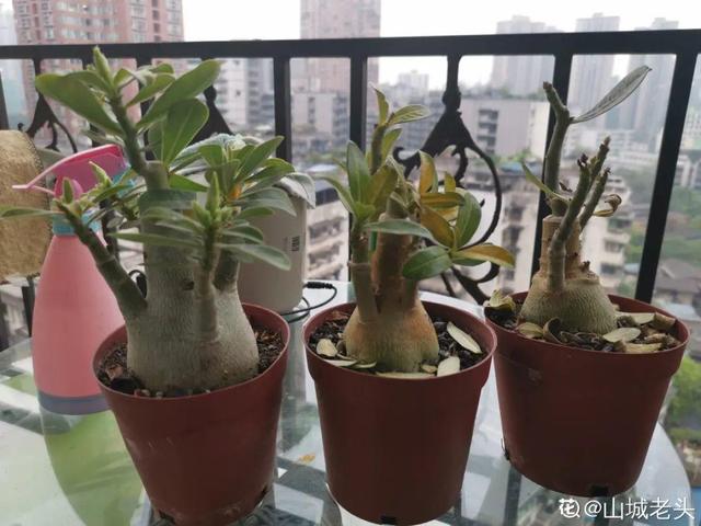 栀子花叶子发黄是什么原因，栀子花叶子发黄的原因是什么（栀子花叶子发黄）