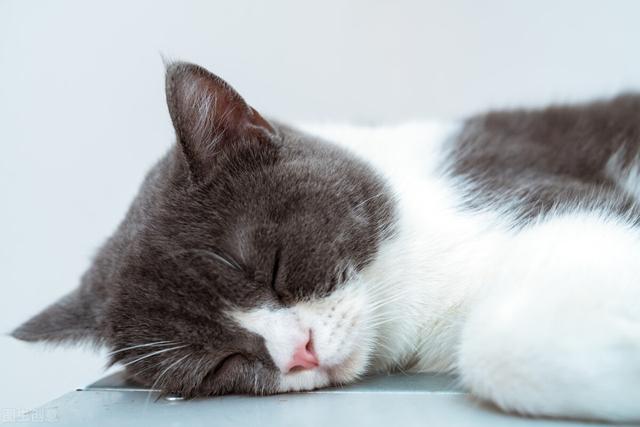 猫为什么总是吐舌头，猫一直吐舌头是生病了吗，猫为什么总是吐舌头（猫咪频繁吐舌头不是卖萌）