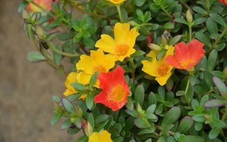 观音莲的花语，观音菩萨与莲花的寓意（守护你的小幸福）