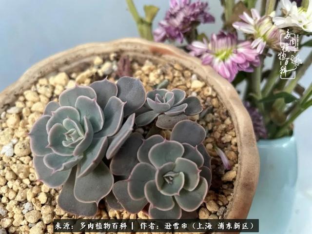 多肉植物图片，感恩相遇，余生相互关照（若绿多肉植物图片）